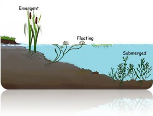 Lake Management - Aquatic Weed Benefits - Lakefront Living ...