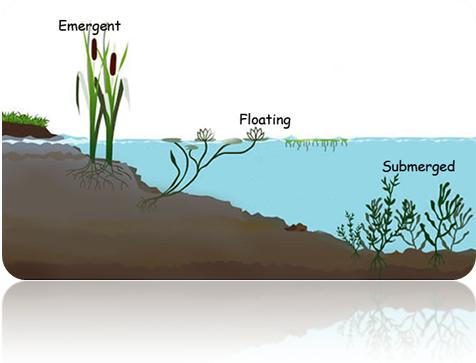 Lake Management - Aquatic Weed Benefits - Lakefront Living ...