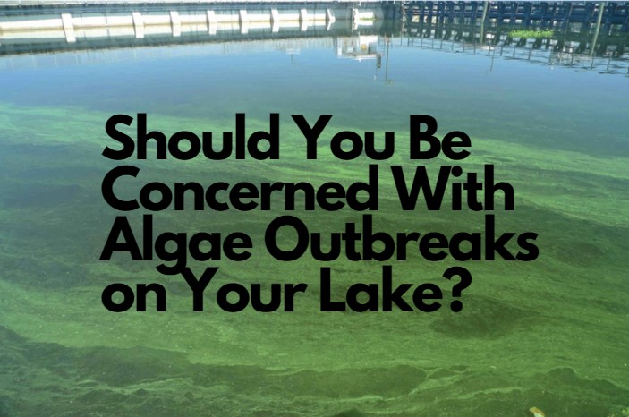 algae outbreaks