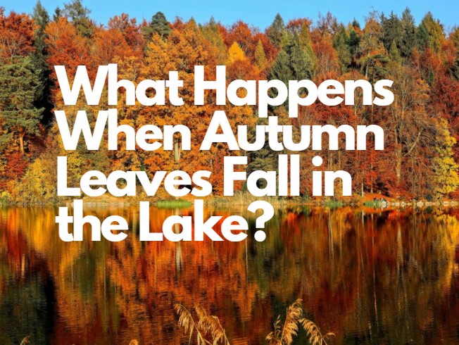 leaves in lakes