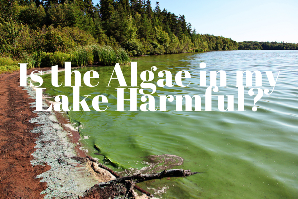 Is the Algae in my Lake Harmful? Here’s How to Find out Lakefront